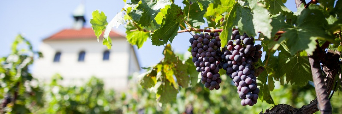 Botanická zahrada zve na vinici