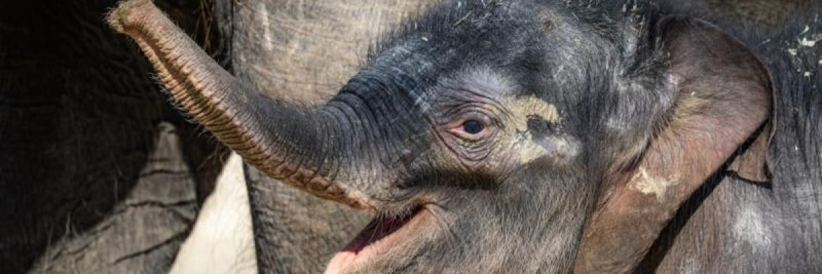 Sloni v historii a současnosti Zoo Praha
