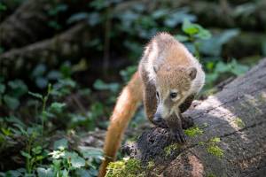 Do Zoo Praha na komentovaná krmení a do otevřených pavilonů