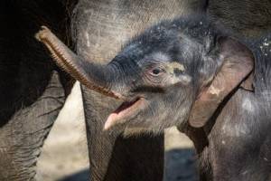 Sloni v historii a současnosti Zoo Praha