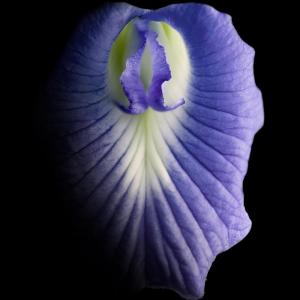 Botanická zahrada - Intimní život rostlin