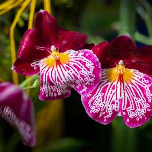 Botanická zahrada - výstava orchidejí