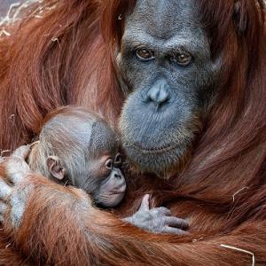 Zoo Praha: narození mláděte Orangutana