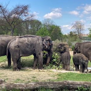 Zoo Praha: narozeniny slůňat